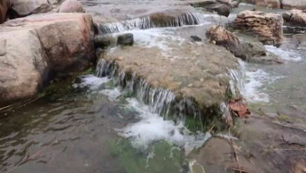 Algae in Pond (3)