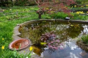 Backyard Pond DIY (48)