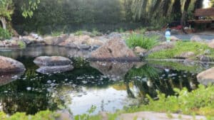 Backyard Pond Ideas (12)