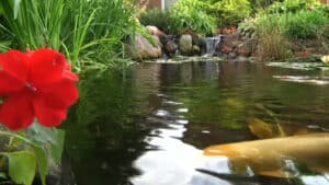 Backyard Pond With Waterfall DIY (21)