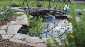 Backyard Pond DIY (33)