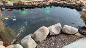 Backyard Pond DIY (35)