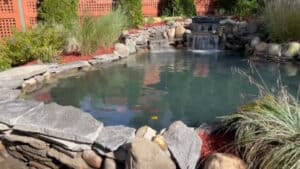 Backyard Pond DIY (38)