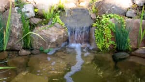 Backyard Pond DIY (48)