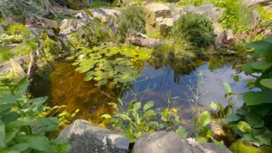 Backyard Pond DIY (51)