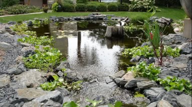 Backyard Pond DIY (70)