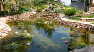 Backyard Pond DIY (77)