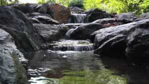 Backyard Pond