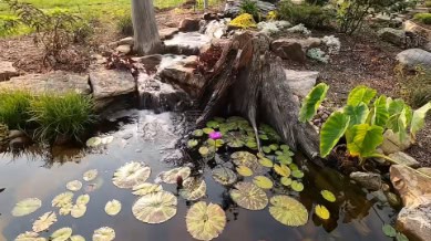 backyard pond (17)