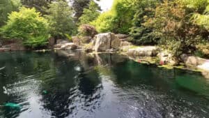 backyard pond with waterfall (19)