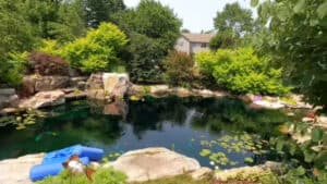 backyard pond (21)